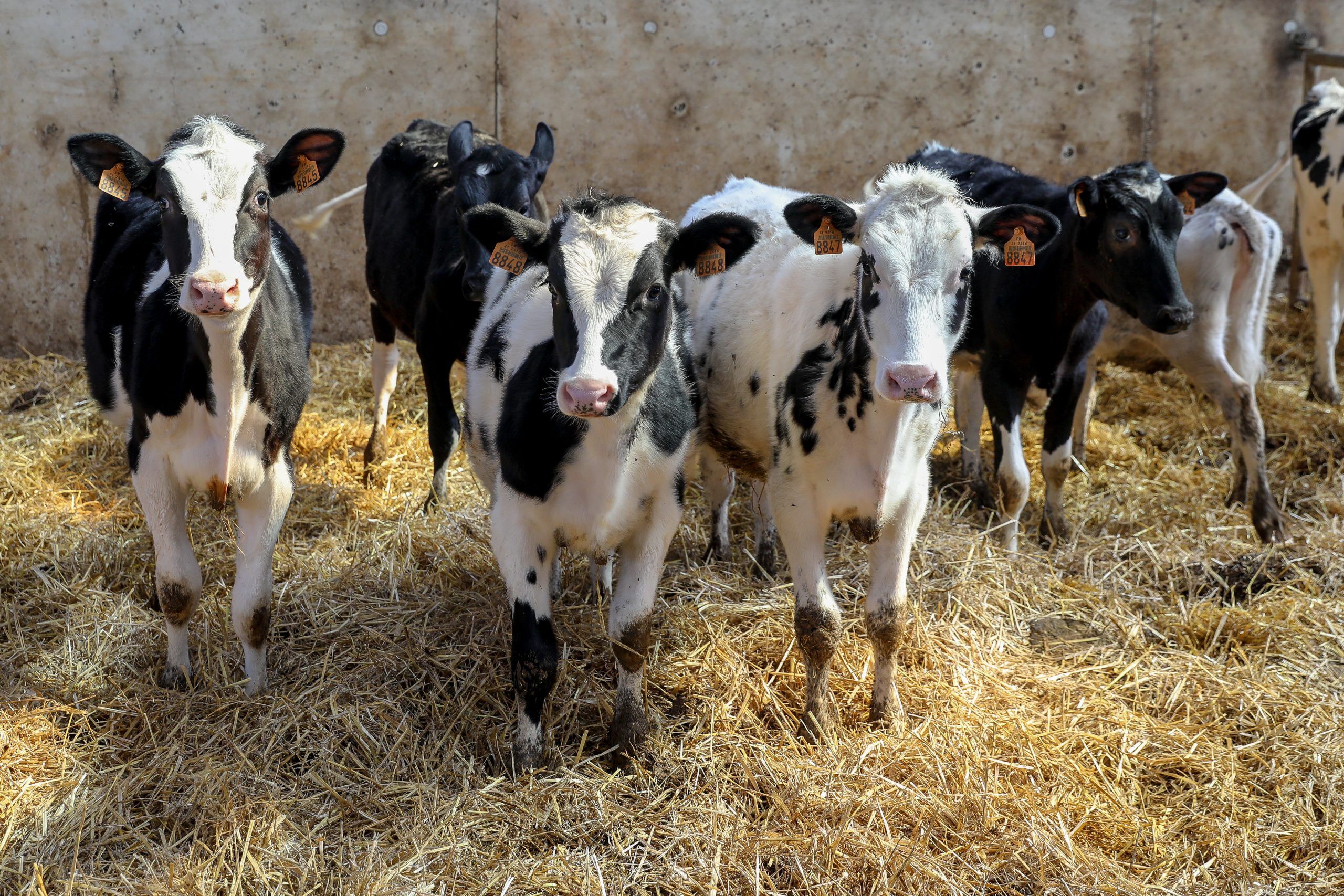 Vaches dans un élevage en Loir-et-Cher