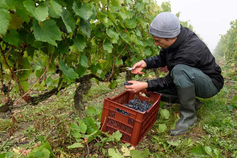 AOC Touraine, vendanges en Loir-et-Cher