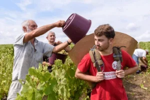 viticulture loir et cher